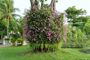 das Orchideen wurden gepflanzt vertikal um das groß Baum. foto