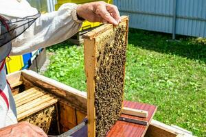 geflügelte Biene fliegt langsam zum Imker und sammelt Nektar auf privatem Bienenstand foto