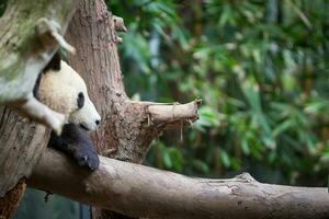 ein Panda ruhen im ein Baum foto