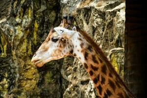 ein hoch Giraffe im das zoo.the Kopf von ein Giraffe im das Zoo foto