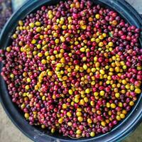 frisch Arabica und Robusta Kaffee Bohnen im Bulk Dort sind beide Sanft Saat und reifen Samen. Gelb, lila, schwarz. foto