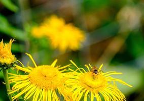Honigbiene auf einer gelben Blume. geeignet als Naturhintergrund foto