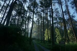 Natur von Indonesien foto