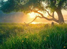 Natur Grün Landschaft Himmel Hintergrund Foto