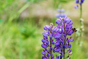 Blühen Lupine und fliegend Hummel. foto