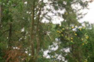 verschwommen Silhouette von ein Spinne im ein Netz auf ein verschwommen natürlich Grün Hintergrund. selektiv Fokus. hoch Qualität Foto