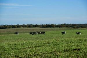 Kühe im das Argentinien Landschaft, Pampa, Argentinien foto