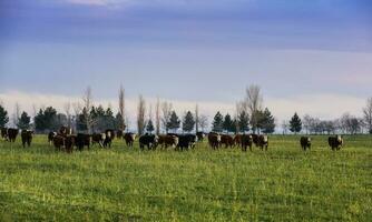 lenkt gefüttert auf natürlich Gras, Buenos Aires Provinz, Argentinien foto