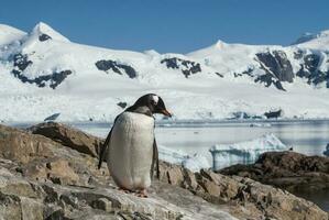 Gentoo Pinguin, Pygoscelis Papua, Neko Hafen, Antarktis Halbinsel. foto