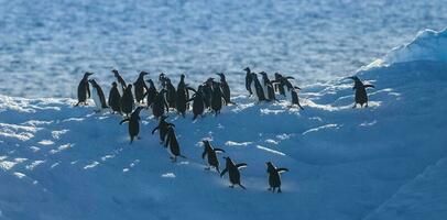 Gentoo Pinguin, Pygoscelis Papua, auf Eisberg, Antarktis foto