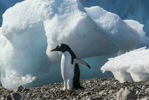 Gentoo Pinguin, im neko Hafen, Antarktis Halbinsel. foto