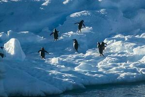 Gentoo Pinguin, Pygoscelis Papua, auf Eisberg, Antarktis foto