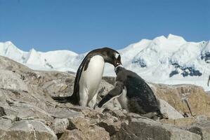 Gentoo Pinguin und Küken, Pygoscelis Papua, Neko Hafen, Antarktis Halbinsel. foto