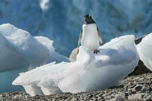 Gentoo Pinguin, im neko Hafen, Antarktis Halbinsel. foto