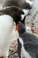 Gentoo Pinguin auf das Strand, Füttern seine Küken, Hafen lockroy , goudiger Insel, Antarktis foto