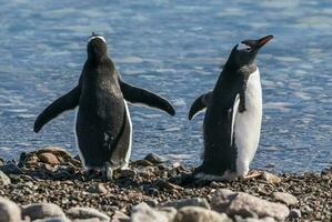 Gentoo Pinguin, im neko Hafen, Antarktis Halbinsel. foto