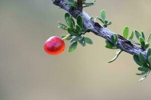 Piquillin, endemisch wild Früchte im das Pampas Wald, Patagonien, Argentinien foto