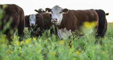 lenkt gefüttert auf natürlich Gras, Buenos Aires Provinz, Argentinien foto