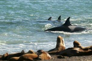 Orca Familie Jagd Meer Löwen auf das paragonisch Küste, Patagonien, Argentinien foto