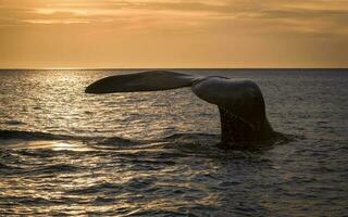 Wal Schwanz im Halbinsel Valdes,, Patagonien, Argentinien foto