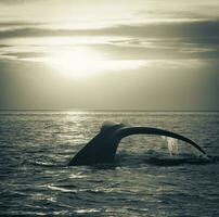Wal Schwanz im Halbinsel Valdes,, Patagonien, Argentinien foto