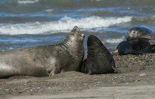 weiblich Elefant Siegel und Welpe, Halbinsel Valdes, Patagonien, Argentinien foto