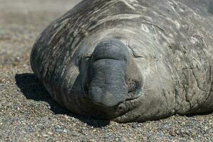 männlich Elefant Siegel, Halbinsel Valdes, Patagonien, Argentinien foto