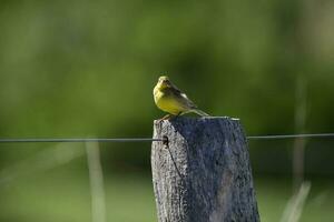 Safran Fink ,sicalis Flaveola, la Pampa, Argentinien. foto