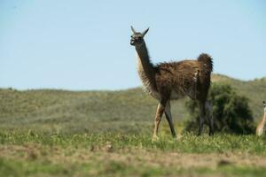 Guanakos im Pampas Gras Umfeld, la Pampa, Patagonien, Argentinien. foto