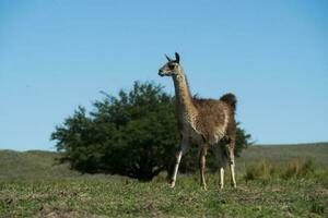 Guanakos im Pampas Gras Umfeld, la Pampa, Patagonien, Argentinien. foto