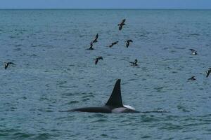 Mörder Wal, Orca, Jagd ein Meer Löwen , Halbinsel Valdes, Patagonien Argentinien foto