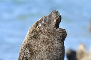 männlich Meer Löwe , Patagonien, Argentinien foto