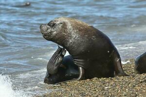 männlich Meer Löwe , Patagonien, Argentinien foto