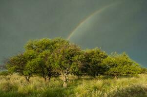 calden Wald Landschaft, prosopis Caldenia Pflanzen, la Pampa Provinz, Patagonien, Argentinien. foto