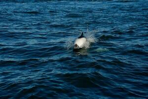 Commerson Delfin Baden, Patagonien , Argentinien. foto