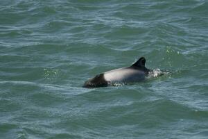 Commerson Delfin Baden, Patagonien , Argentinien. foto