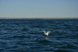 Commerson Delfin Baden, Patagonien , Argentinien. foto