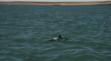 Commerson Delfin Baden, Patagonien , Argentinien. foto