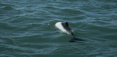 Commerson Delfin Baden, Patagonien , Argentinien. foto