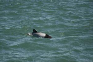 Commerson Delfin Baden, Patagonien , Argentinien. foto