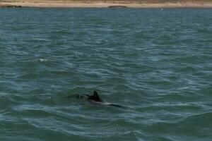 Commerson Delfin Baden, Patagonien , Argentinien. foto