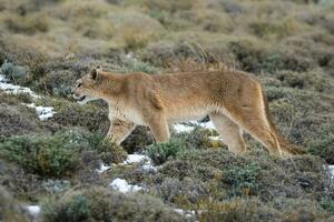 Puma Gehen im Berg Umfeld, torres del paine National Park, Patagonien, Chile. foto