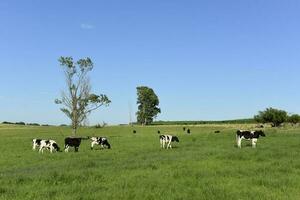 Molkerei Kühe im das Feld, la Pampa Provinz, Argentinien. foto