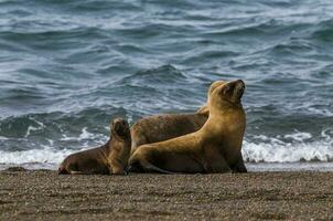 weiblich Meer Löwe Mutter und Welpe, Halbinsel Valdes, Patagonien, Argentinien foto