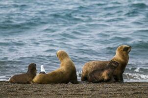 weiblich Meer Löwe Mutter und Welpe, Halbinsel Valdes, Patagonien, Argentinien foto