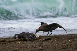 Riese Sturmvogel , Halbinsel Valdes, UNESCO Welt Erbe Grundstück, chubut Provinz, Patagonien, Argentinien. foto