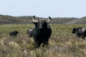 Wasser Büffel, Bubalus Bubalis, Spezies eingeführt im Argentinien, la Pampa Provinz, Patagonien. foto