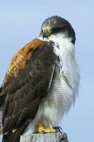 weiblich Variable Falke, geranoaetus Polyosom , Rio Neger Provinz, Patagonien, Argentinien. foto