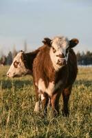 Vieh, Argentinien Fleisch Produktion , im Buenos Aires Landschaft, Argentinien foto