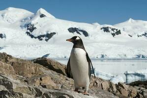 Gentoo Pinguin, Pygoscelis Papua, Neko Hafen, Antarktis Halbinsel. foto